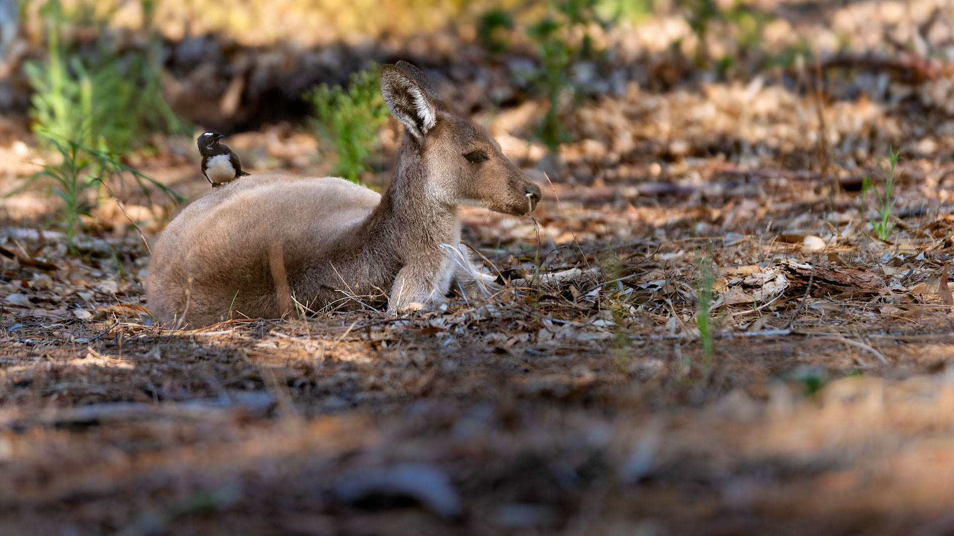 Yanchep National Park